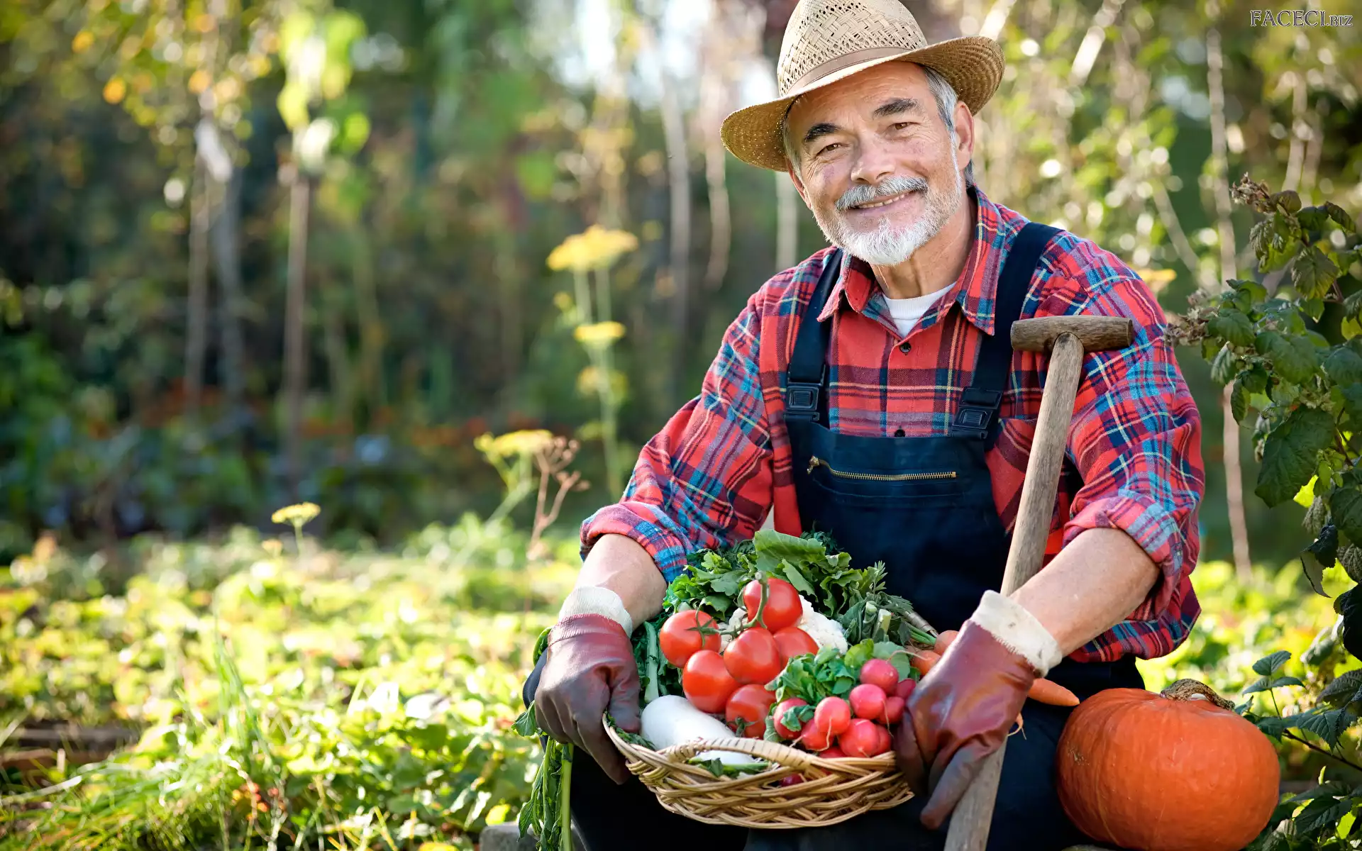 Dynia, Pomidory, Kapelusz, Mężczyzna, Koszyk