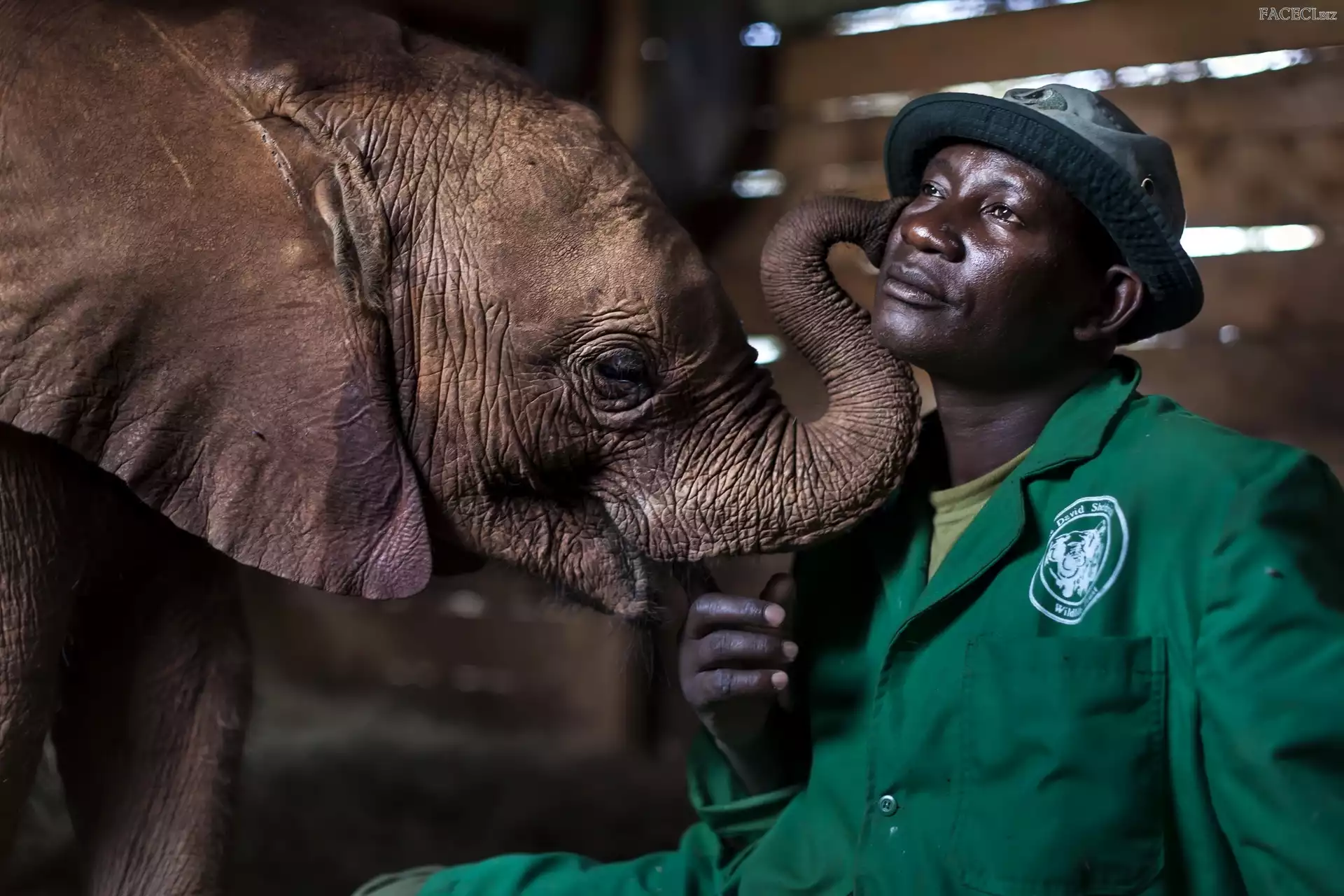 Słoniątko, Opiekun, Słoń, Mężczyzna